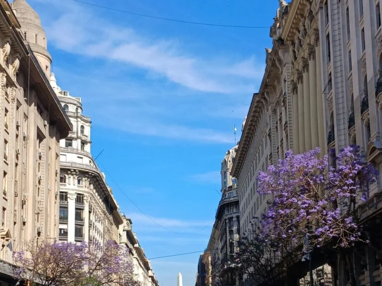Jacarandás no centro