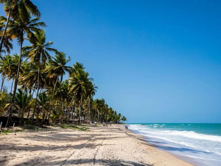 Coqueiros na areia da Praia de Coqueirinho, no litoral sul.