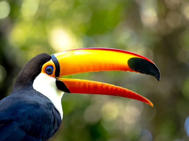O tucano do Parque das Aves