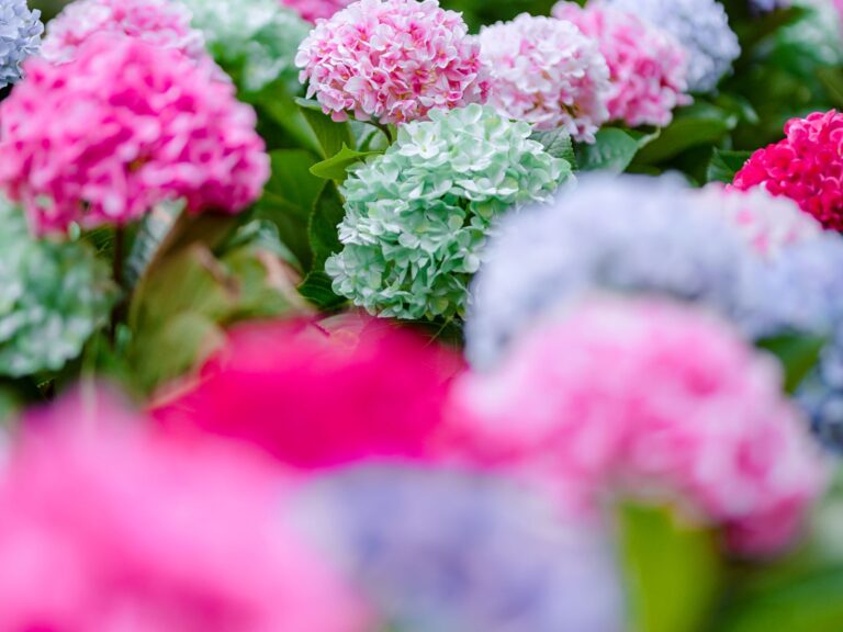 As hortênsias, a flor de Gramado
