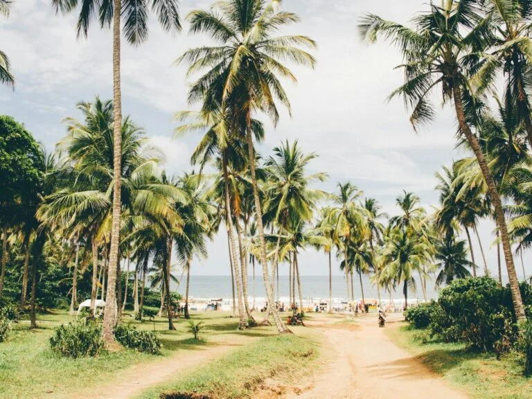 Coqueiral na praia, em Itacaré