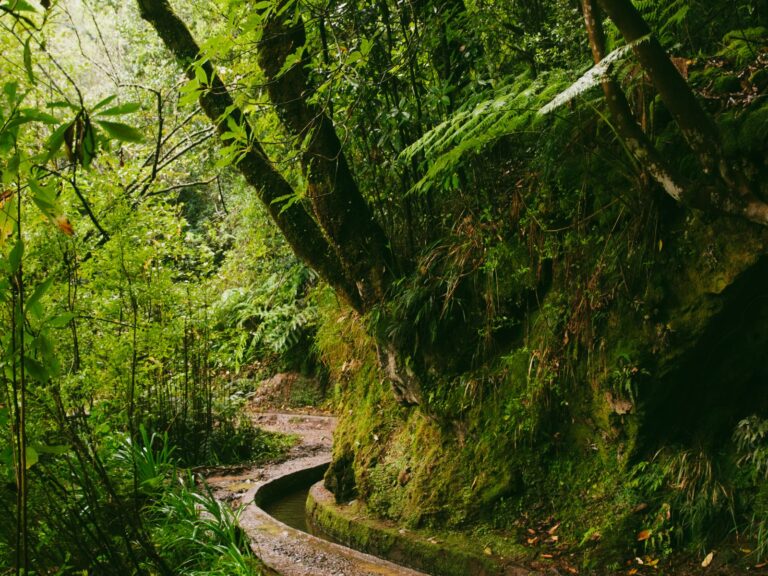 Uma levada na floresta Laurissilva