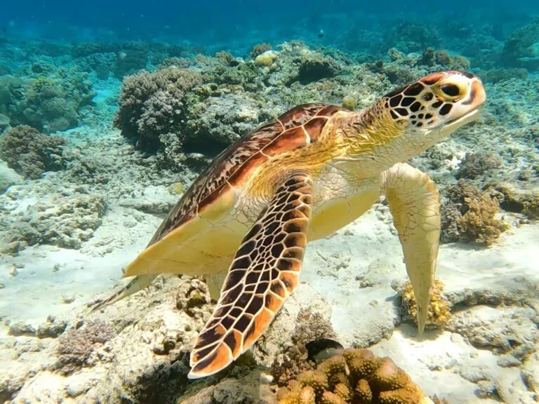 Tartaruga no recife, a poucos metros da praia
