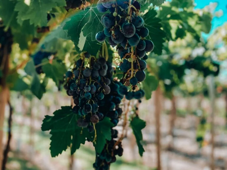 Uvas na parreira, em uma vinícola de Mendoza