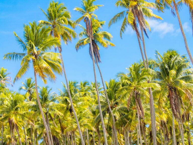 Coqueiral no litoral sul da Bahia