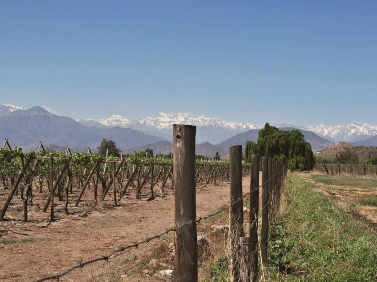 Parreirais de uma vinícola nos arredores de Santiago.